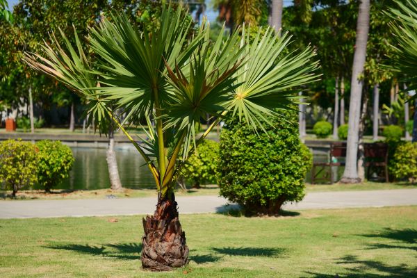 palmier chamaerops humilis dans le jardin