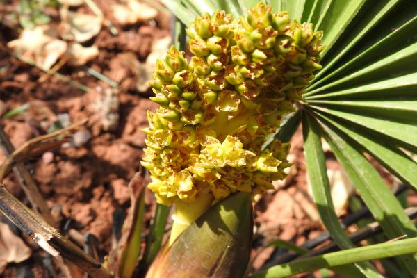 fleuraison chamaerops humilis