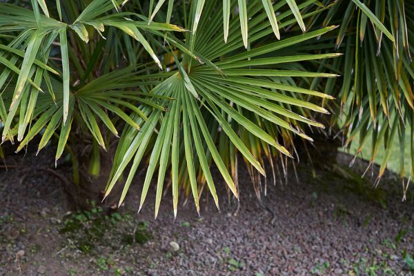 installer des palmiers dans le jardin
