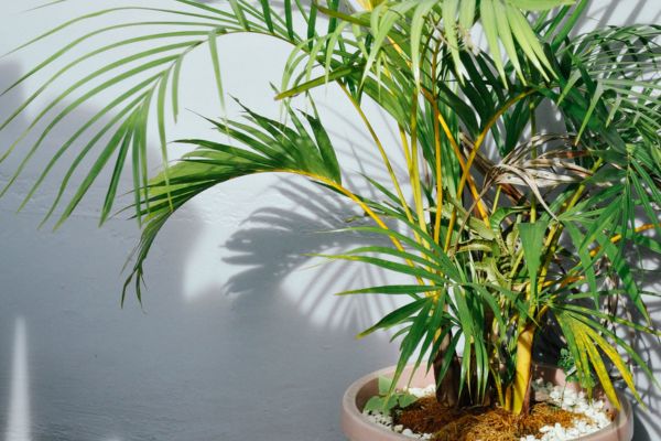 installer le palmier dans un pot de fleur