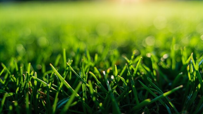 Gazon artificiel entretien pour longue duree