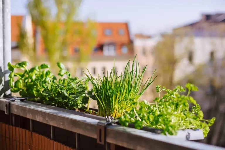 potager balcon